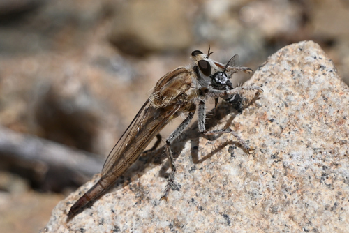Proctacanthella exquisita
