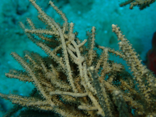 Pinnigorgia flava observed 2026-05-24