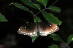 Papilio dravidarum