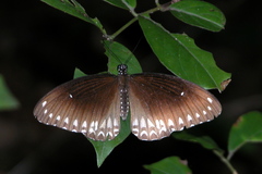 Papilio dravidarum