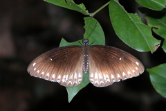 Papilio dravidarum