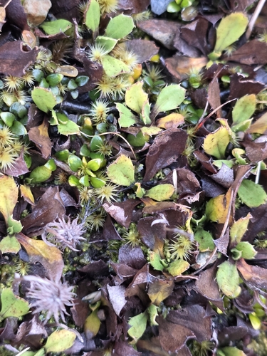 Celmisia glandulosa, 2026-05-30