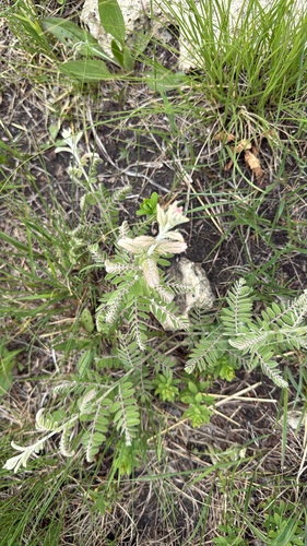 leadplant