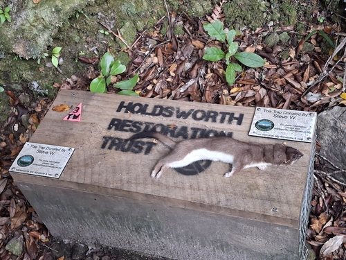 Stoat observed by emilyjadesmith