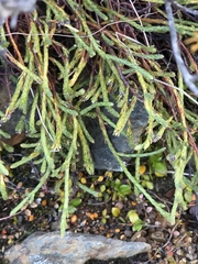 Kelleria dieffenbachii, photograph author not stated, no rights reserved