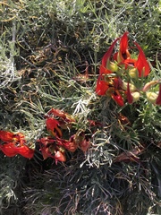 Lotus berthelotii