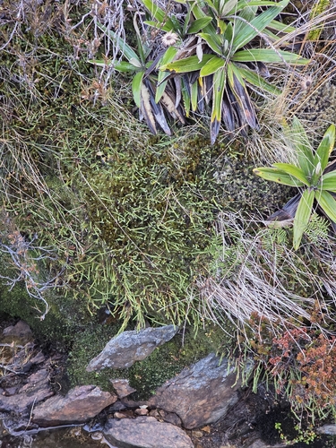 Kelleria dieffenbachii, photograph 2