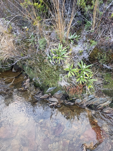 Kelleria dieffenbachii, photograph 3