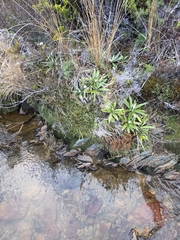 Kelleria dieffenbachii, photograph author not stated, no rights reserved