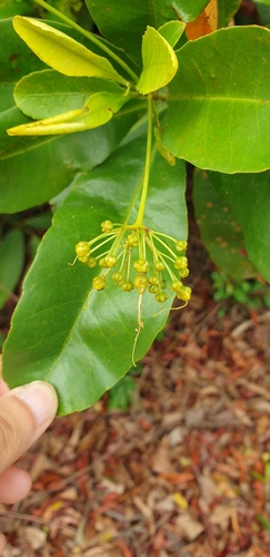 Ixonanthes icosandra observed 2026-05-30