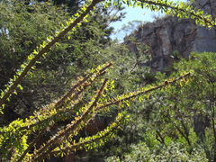 Fouquieriaceae