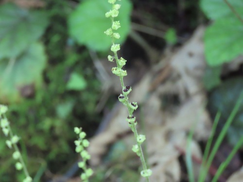 Brewerimitella ovalis, photograph 3