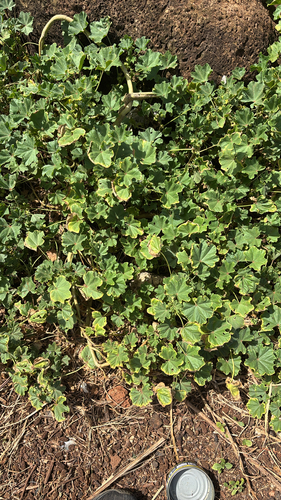 Malva parviflora observed 2026-05-30