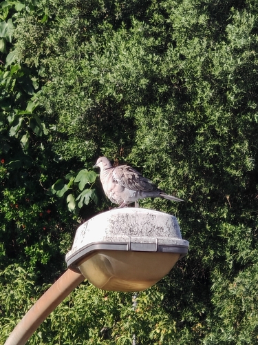 Eurasian Collared-Dove