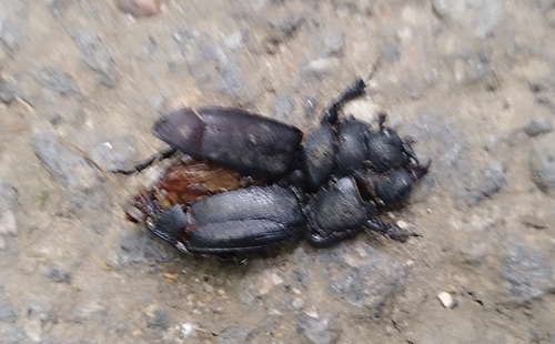 Lesser Stag Beetle