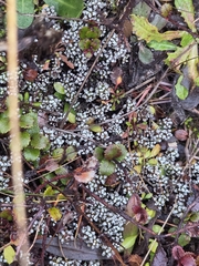 Raoulia albosericea, photograph author not stated, no rights reserved