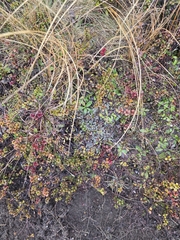 Raoulia albosericea, photograph author not stated, no rights reserved