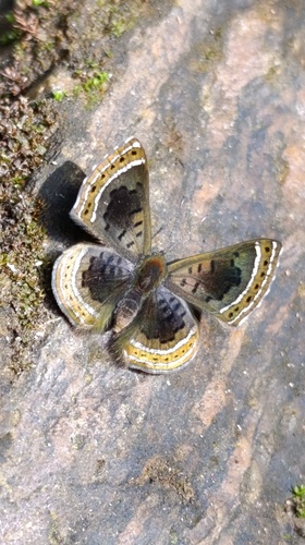 Orange-stitched Metalmark