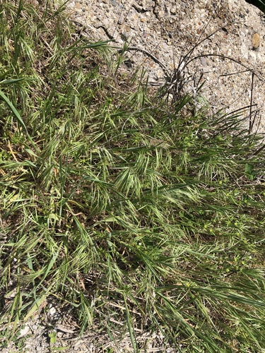 Cheatgrass