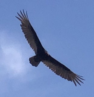 Vulture