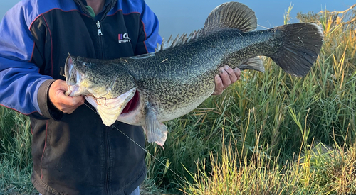 Murray Cod