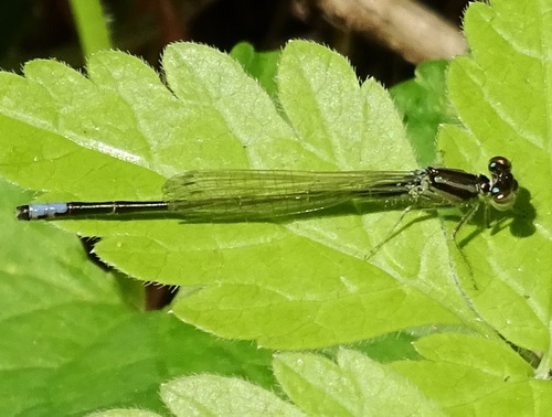 Eastern Forktail