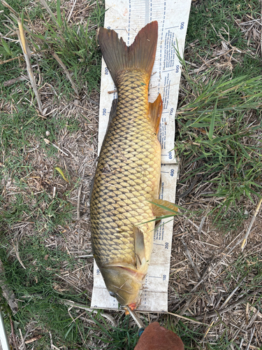 European Carp