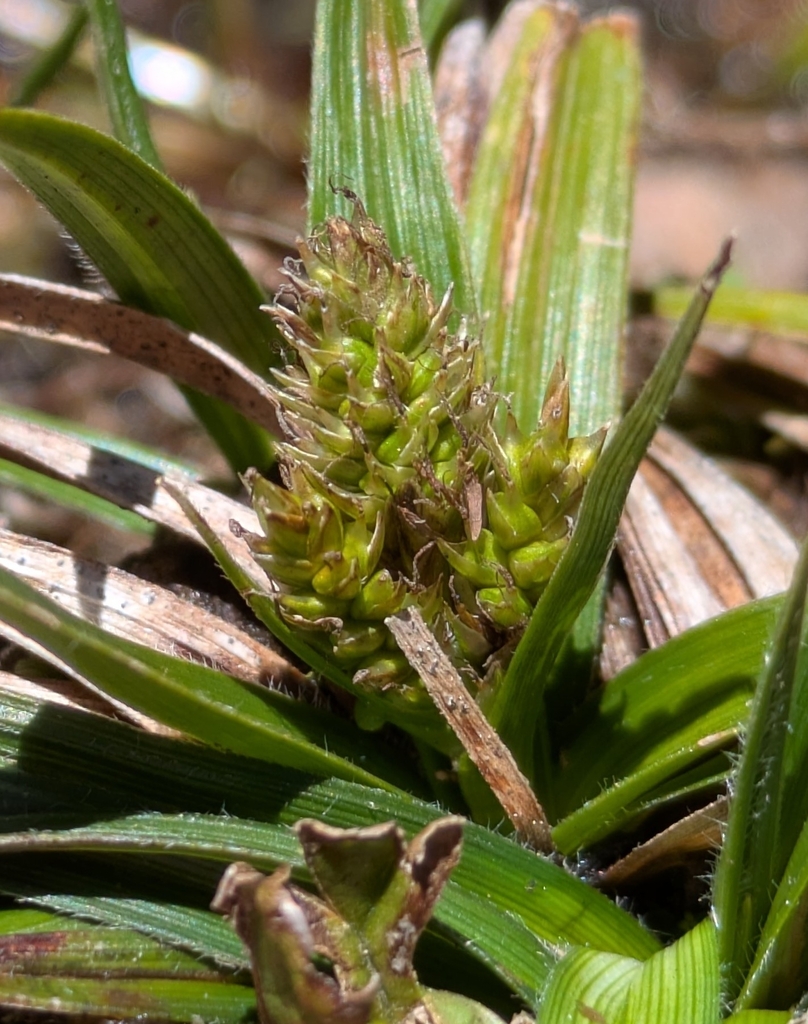 Carex pygmaea