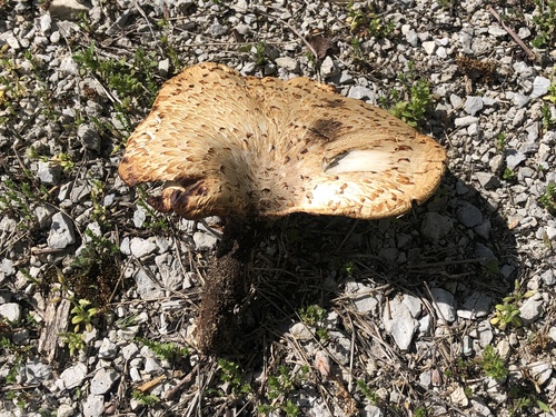 Dryad's Saddle