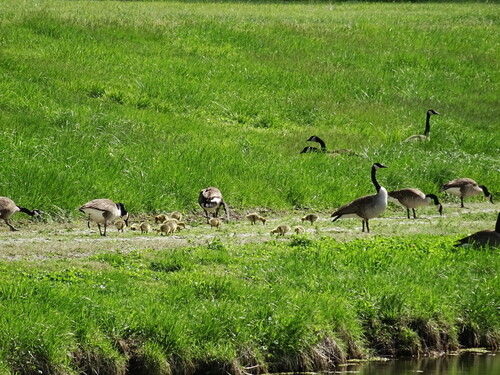Canada Goose
