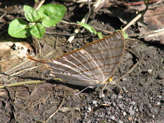 Marpesia harmonia