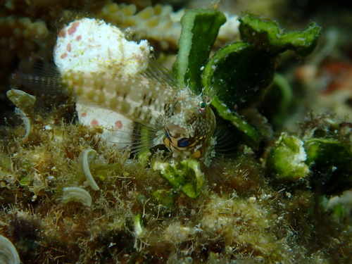Salarias guttatus observed 2026-05-25