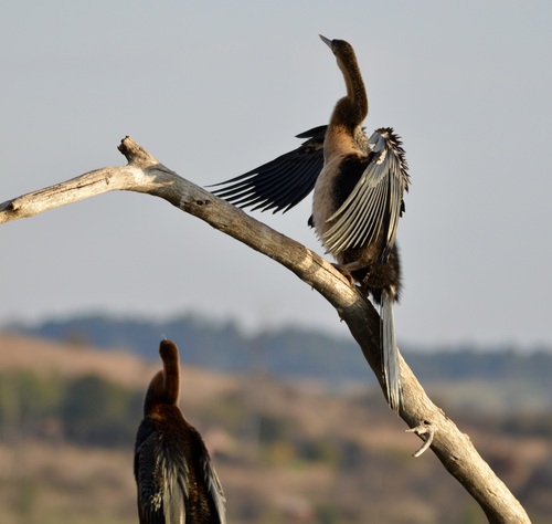iNaturalist image
