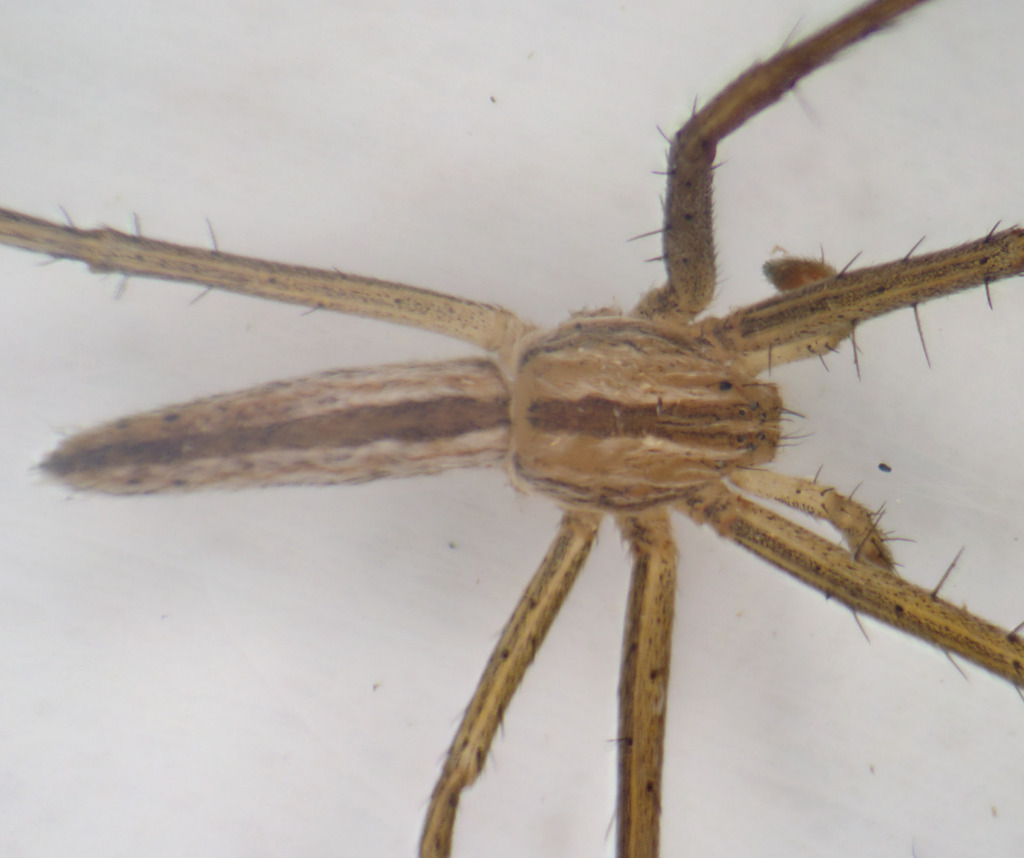 Tibellus chamberlini