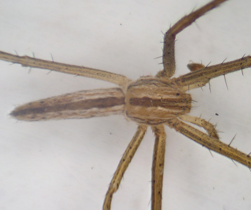Tibellus chamberlini