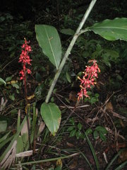 Renealmia aromatica
