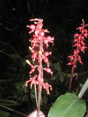 Renealmia aromatica