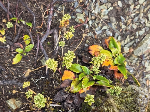Forstera tenella, photograph 4