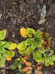 author not stated, no rights reserved Ourisia vulcanica, photograph author not stated, no rights reserved