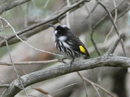 New Holland Honeyeater