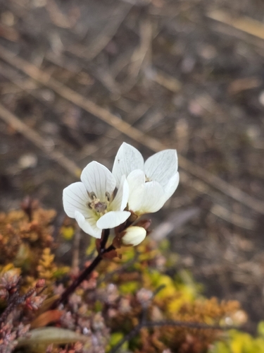 Gentianella bellidifolia, photograph 1