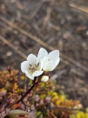 Gentianella bellidifolia, photograph author not stated, no rights reserved
