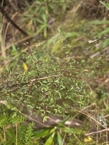 Coprosma microcarpa, photograph 2