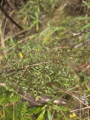 Coprosma microcarpa, photograph author not stated, no rights reserved