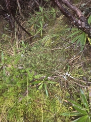 Coprosma microcarpa, photograph author not stated, no rights reserved