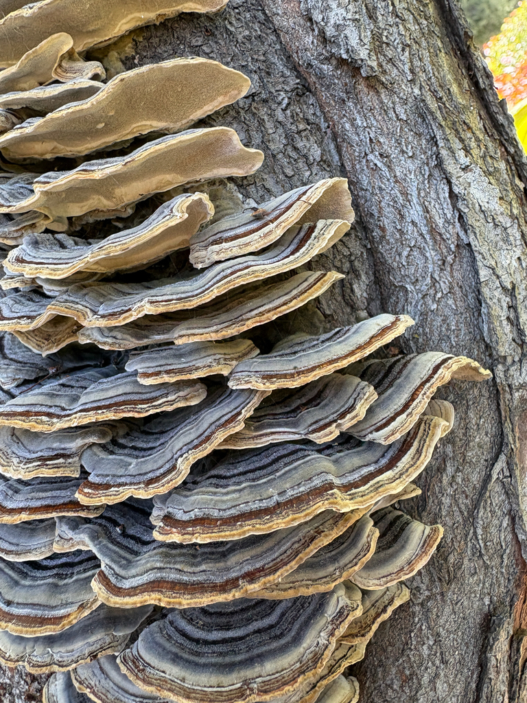 turkey-tail · May 2026 · photo: Photo: (c) Annette Herz, some rights reserved (CC BY) · iNaturalist