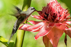 Phaethornis hispidus