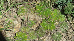 Echinopsis oxygona