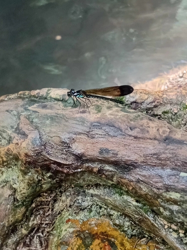 Heliocypha biforata