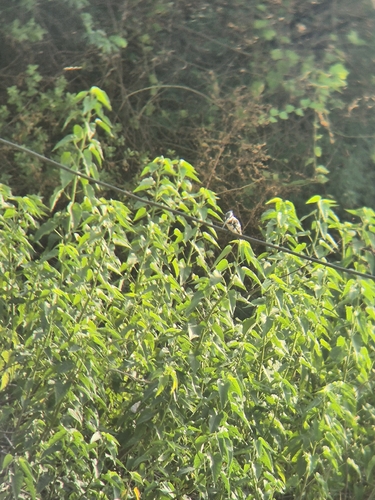 iNaturalist image
